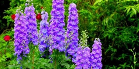 Koje jednogodišnje cvijeće se može posaditi sjemenkama direktno u cvjetnjak